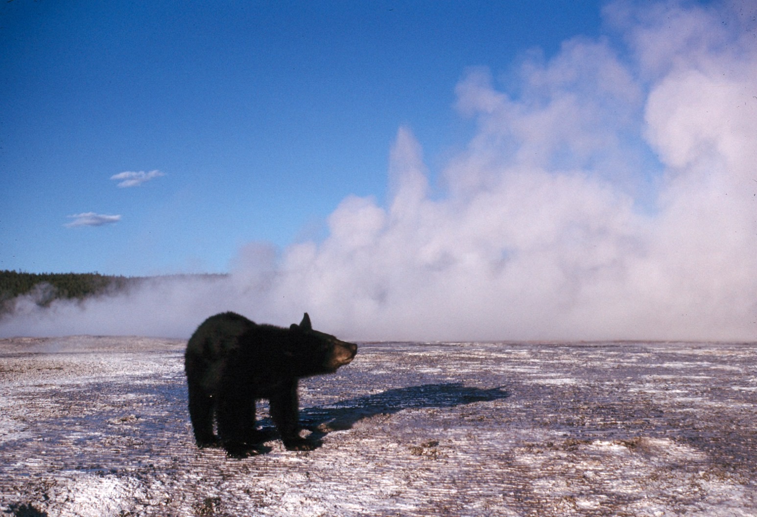 An American black bear standing upright on a large rock, its forelimbs hanging, in a posture that from a distance could be mistaken for a large bipedal figure.