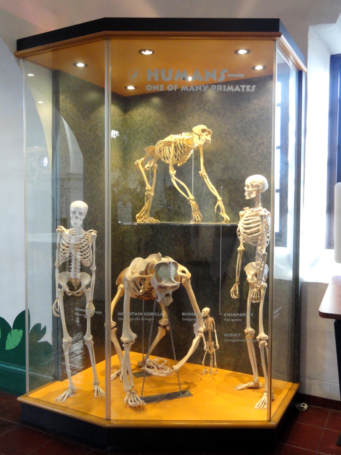 A museum display case headed 'Humans — One of Many Primates,' containing mounted skeletons of a human, a mountain gorilla, a chimpanzee and others for comparison, including a reconstruction of the extinct giant ape Gigantopithecus.