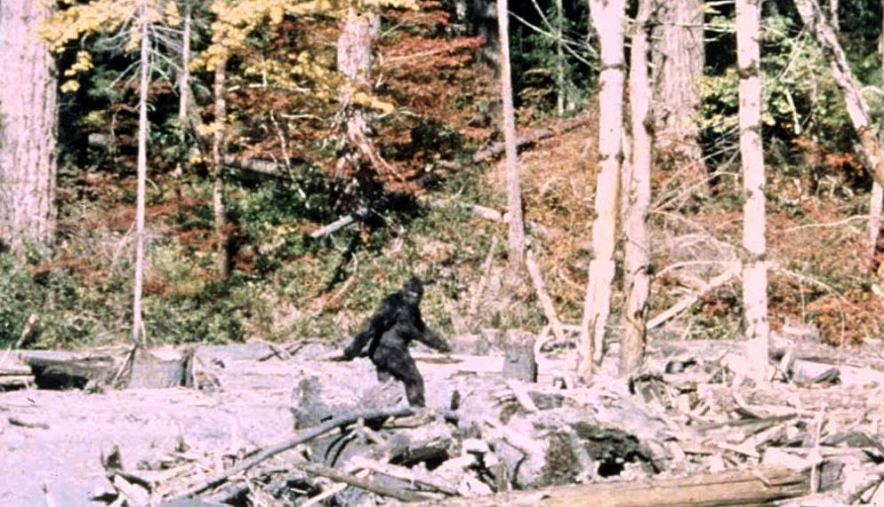 A frame from the Patterson-Gimlin film of 1967 — a large, dark, hairy bipedal figure striding across a sandy creek bed strewn with logs, one arm swinging, turning its head toward the camera, with autumn forest behind.