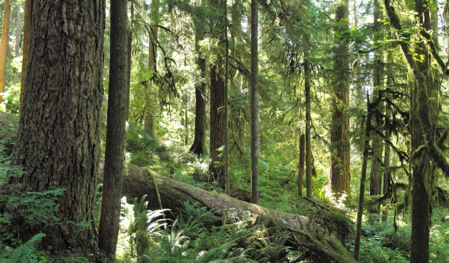 A sunlit old-growth Pacific Northwest forest — tall conifers with thick trunks, hanging moss, sword ferns covering the ground, and a fallen mossy log, dappled light filtering through the canopy.