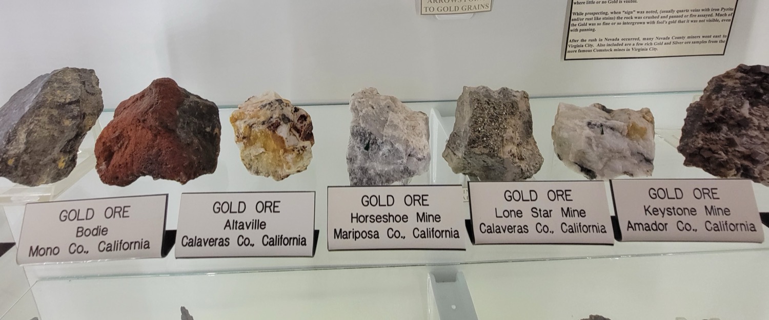 Samples of gold ore, rock containing visible gold, displayed in a museum case.