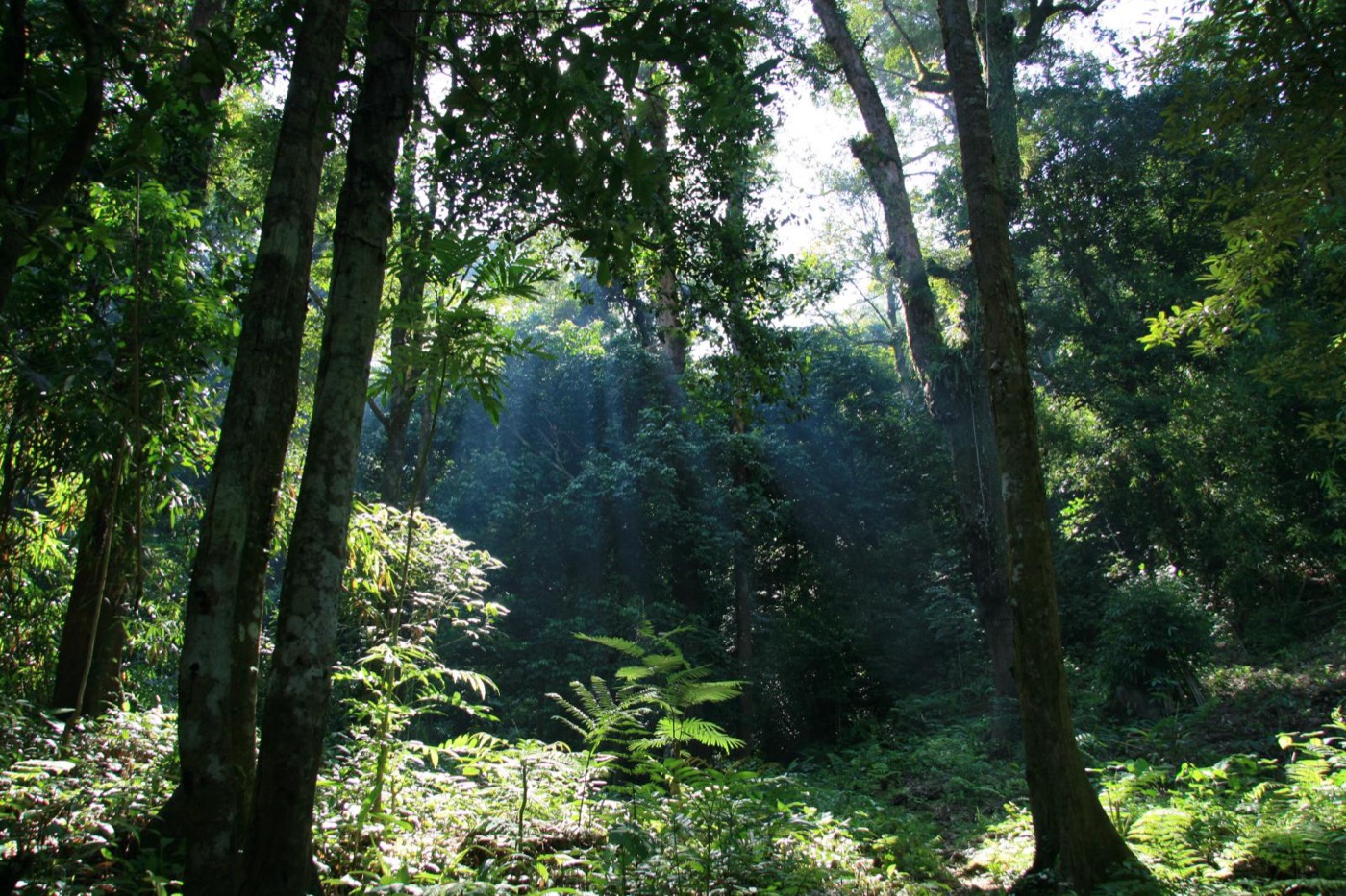 Dense tropical rainforest jungle in Borneo, a thick canopy of green trees and vegetation stretching across hilly terrain.