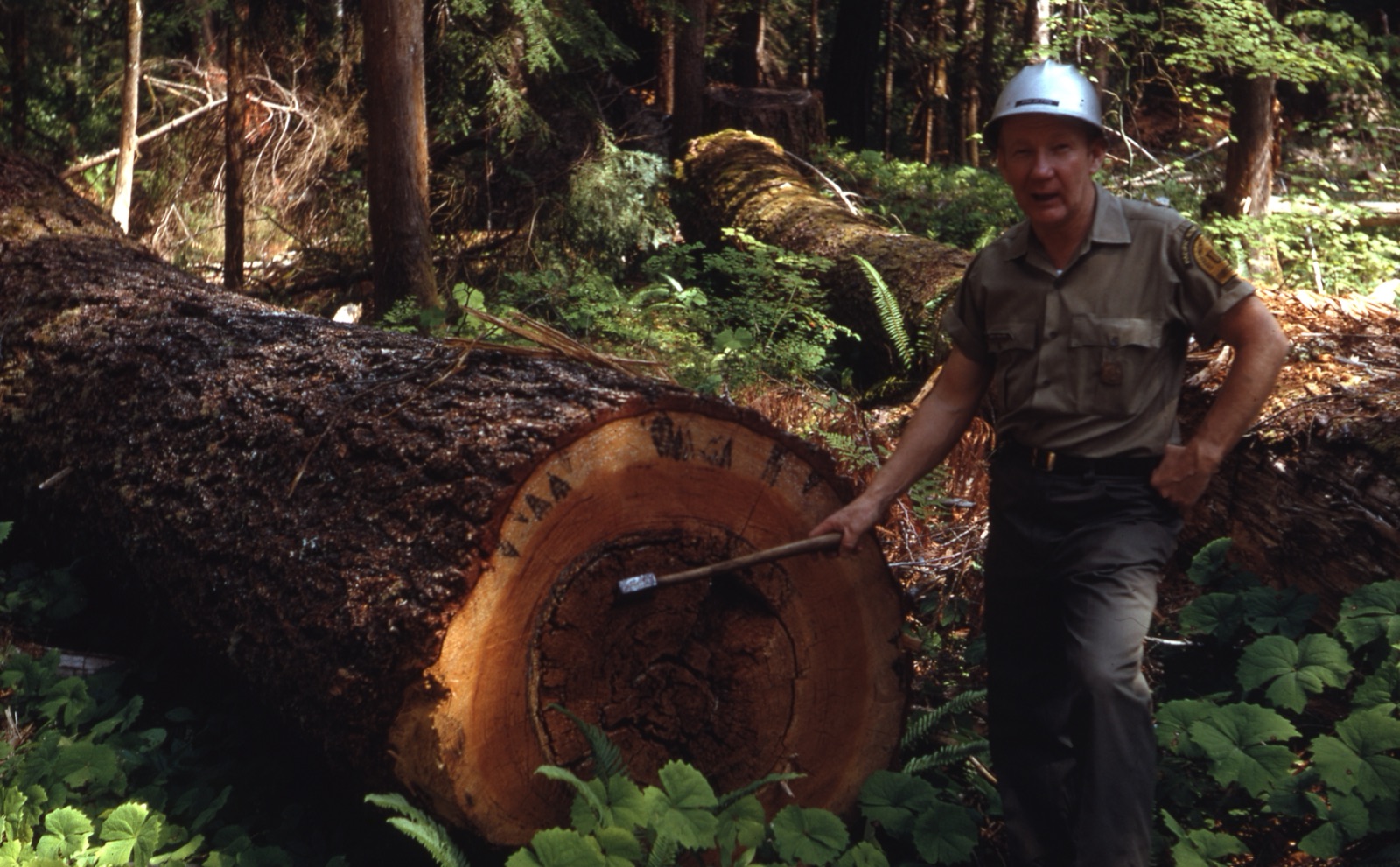 A dense Pacific Northwest forest in the Lewis River district of the Gifford Pinchot National Forest in 1969 — a uniformed forest ranger in a hard hat standing beside an enormous felled old-growth log, with tall conifers and ferns crowding the background.