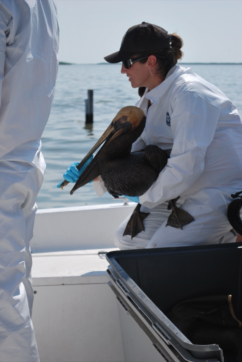 An oiled brown pelican rescued from the Gulf of Mexico during the Deepwater Horizon spill.