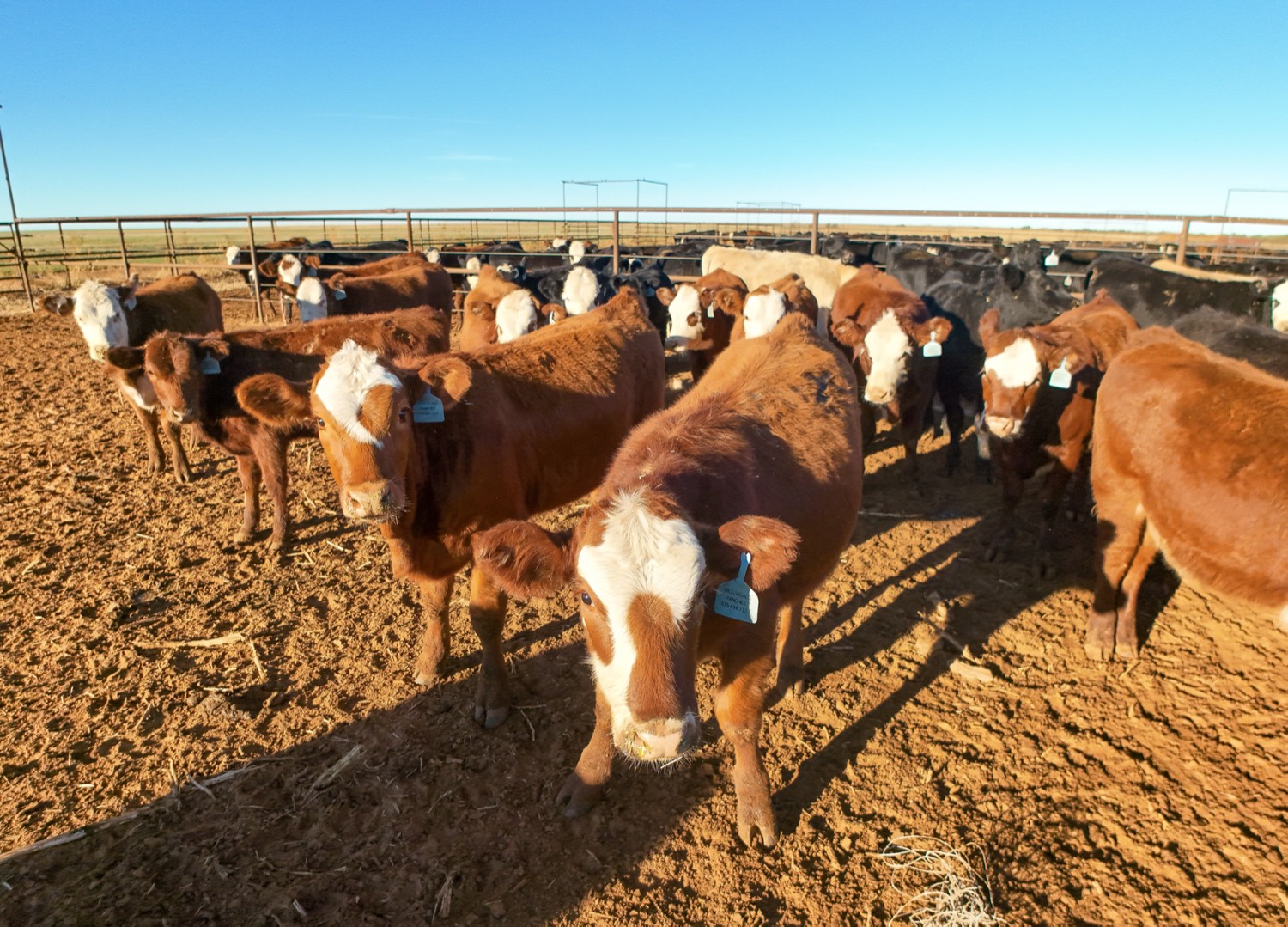A large cattle feedlot under an open sky, with many cattle in fenced pens stretching into the distance.