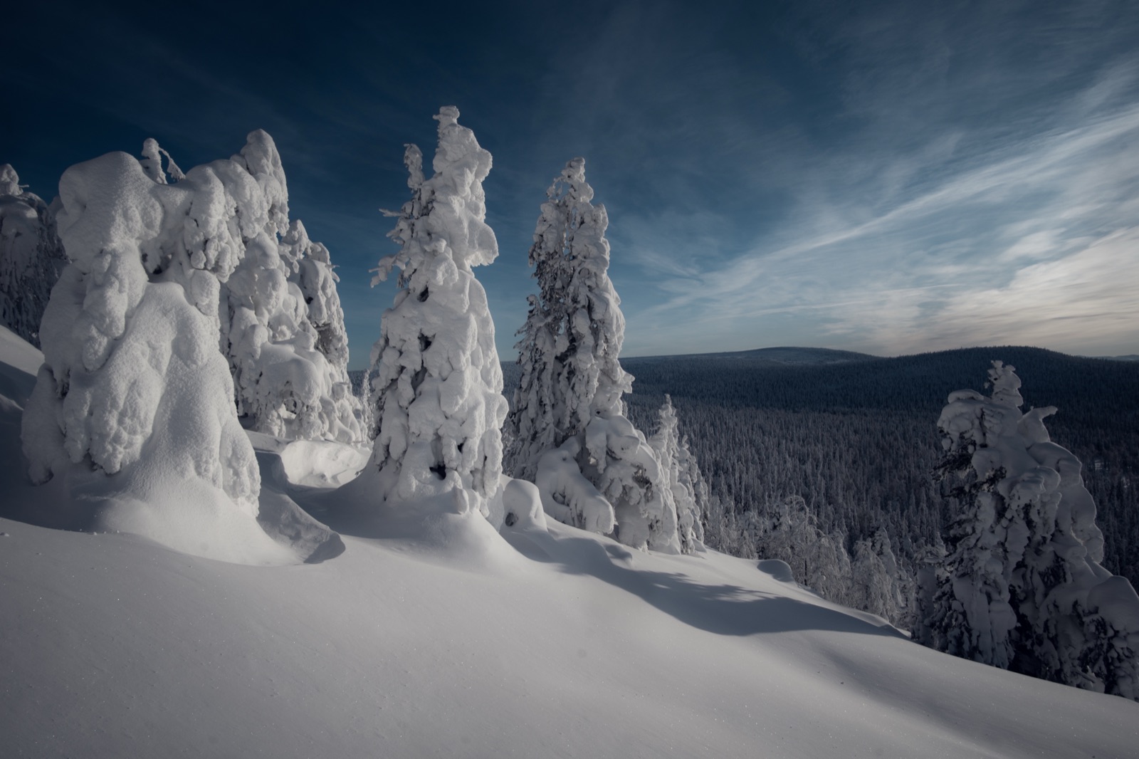A winter forest scene in the Northern Urals — slender birches and snow-laden pine trees in deep snow, low afternoon light filtering through the canopy.