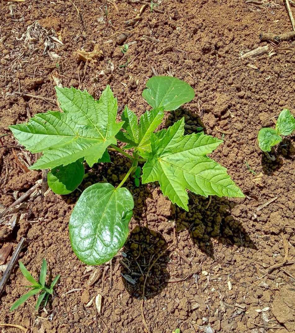 The castor oil plant, source of the toxin ricin.