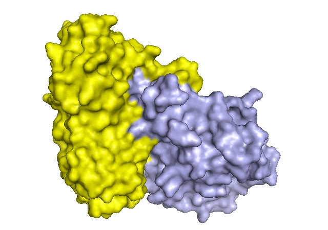 A molecular structure model of ricin, the toxin used to kill Georgi Markov.
