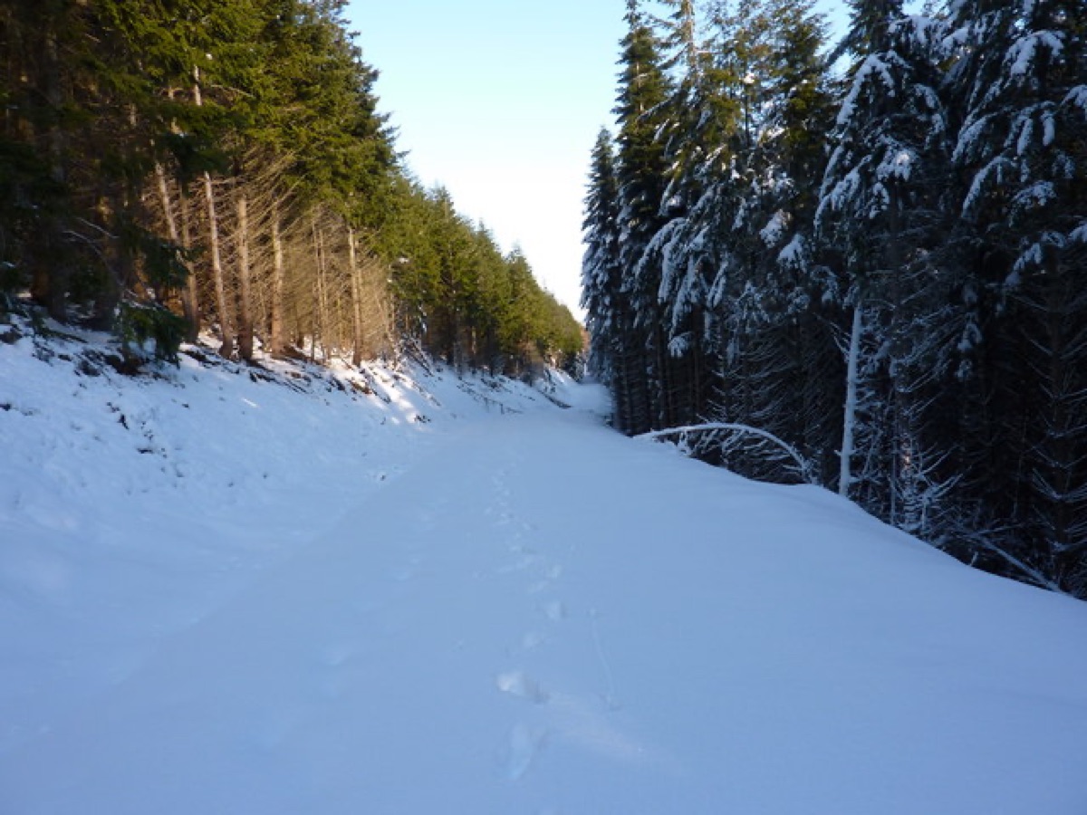 Footprints and tracks in snow leading along a forest path, evoking the eerie tracks reported at Hinterkaifeck.