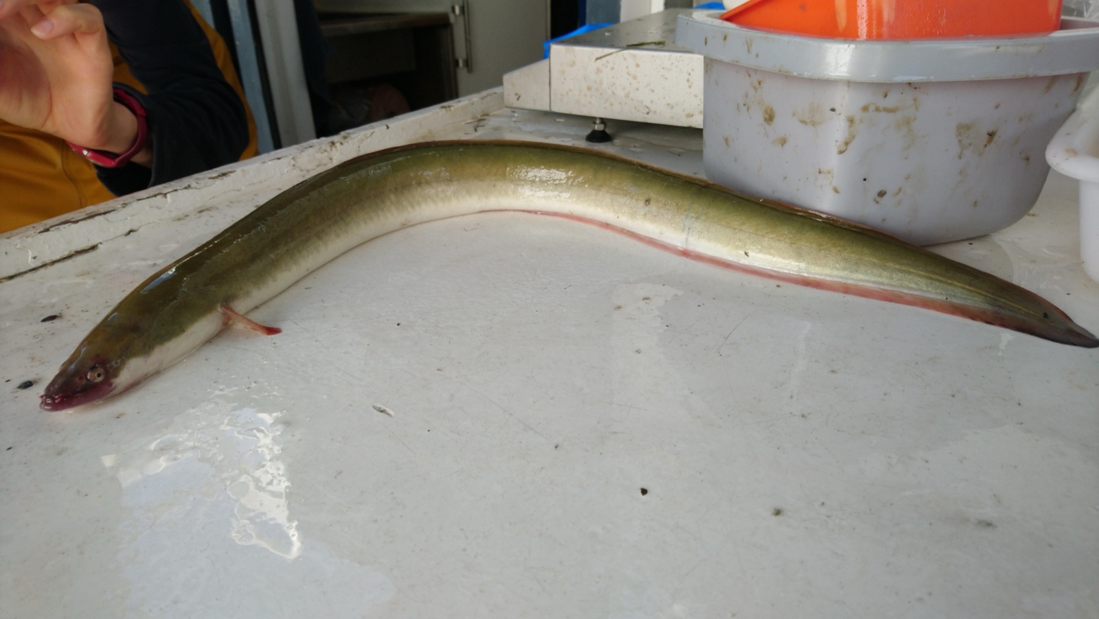 A European eel — a long, smooth, snake-like fish with a dark olive-brown back and pale underside, photographed against a plain background.