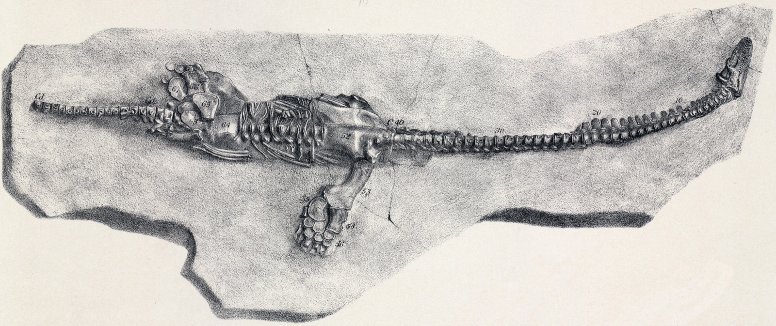 A 19th-century scientific illustration of a Plesiosaurus skeleton embedded in rock — a long-necked marine reptile with a small head, barrel body, four paddle-like limbs, and a tapering tail.
