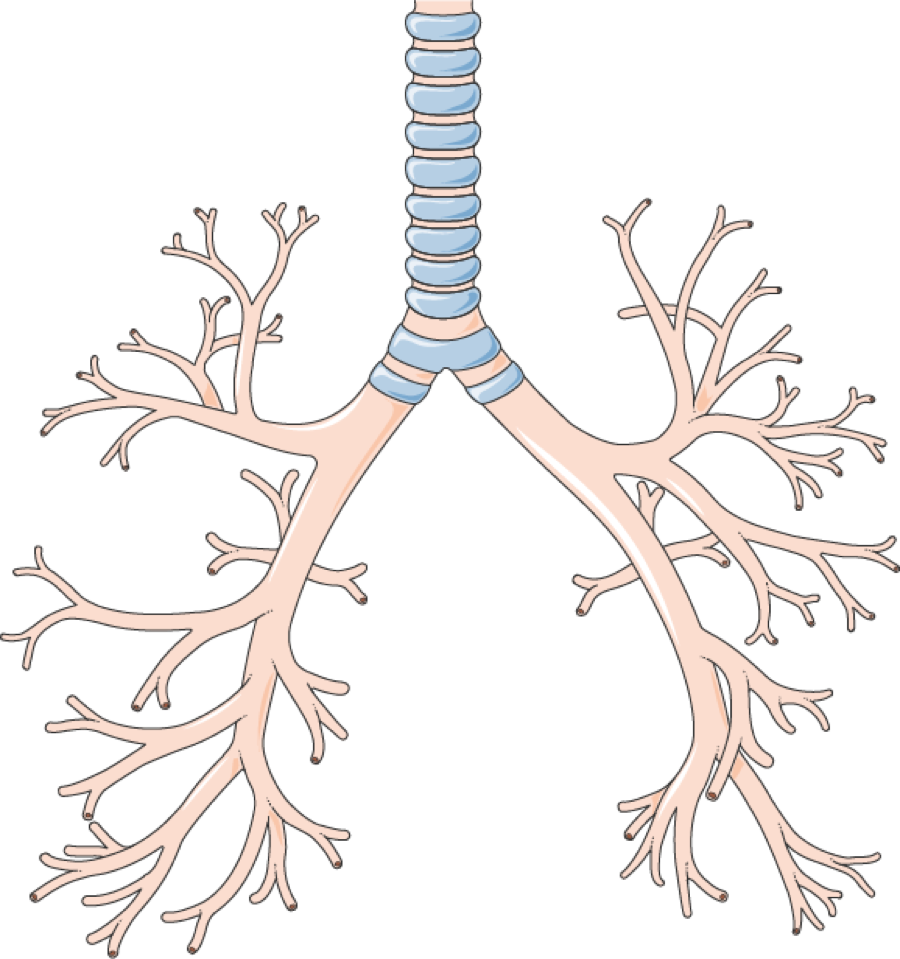 A simple anatomical diagram of the human trachea and bronchi, showing the windpipe dividing into the two main airways to the lungs.