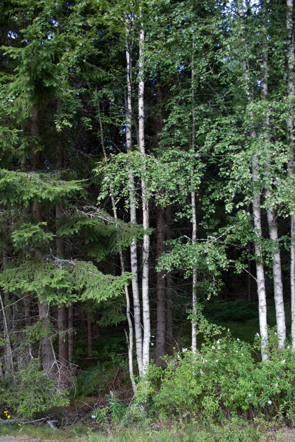 A detail of a dense Swedish forest in Dalarna, tall conifers and undergrowth in muted light.