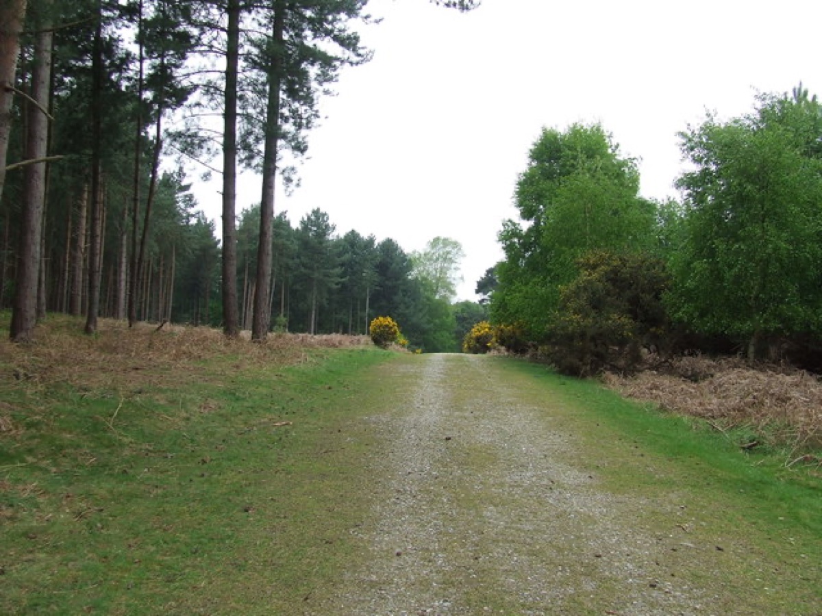 The dense, dark pine woods of Rendlesham Forest at ground level.