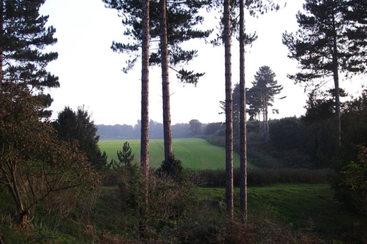 The supposed UFO landing site in Rendlesham Forest, a clearing among the pines.