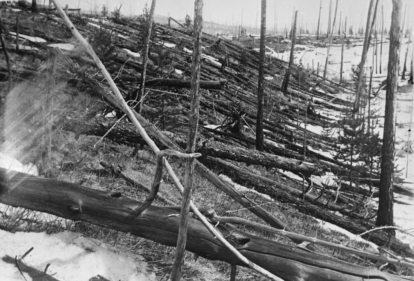 The flattened Tunguska forest, photographed during Kulik's expedition around 1929 — millions of trees felled by a cosmic airburst.