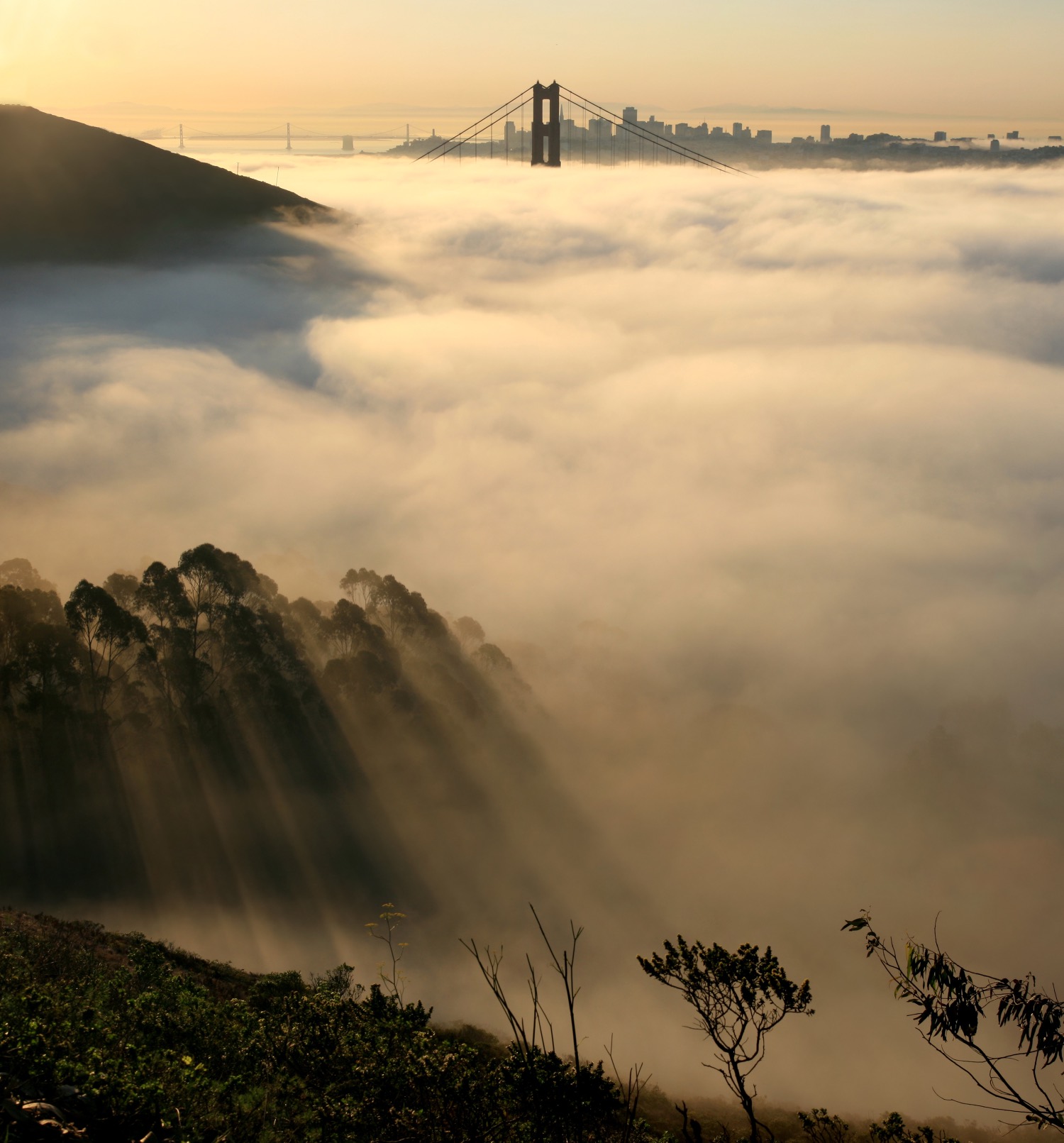 San Francisco seen through fog at sunrise, with the tower of the Golden Gate Bridge and the city skyline rising above a sea of mist, light rays streaming over a wooded hillside.