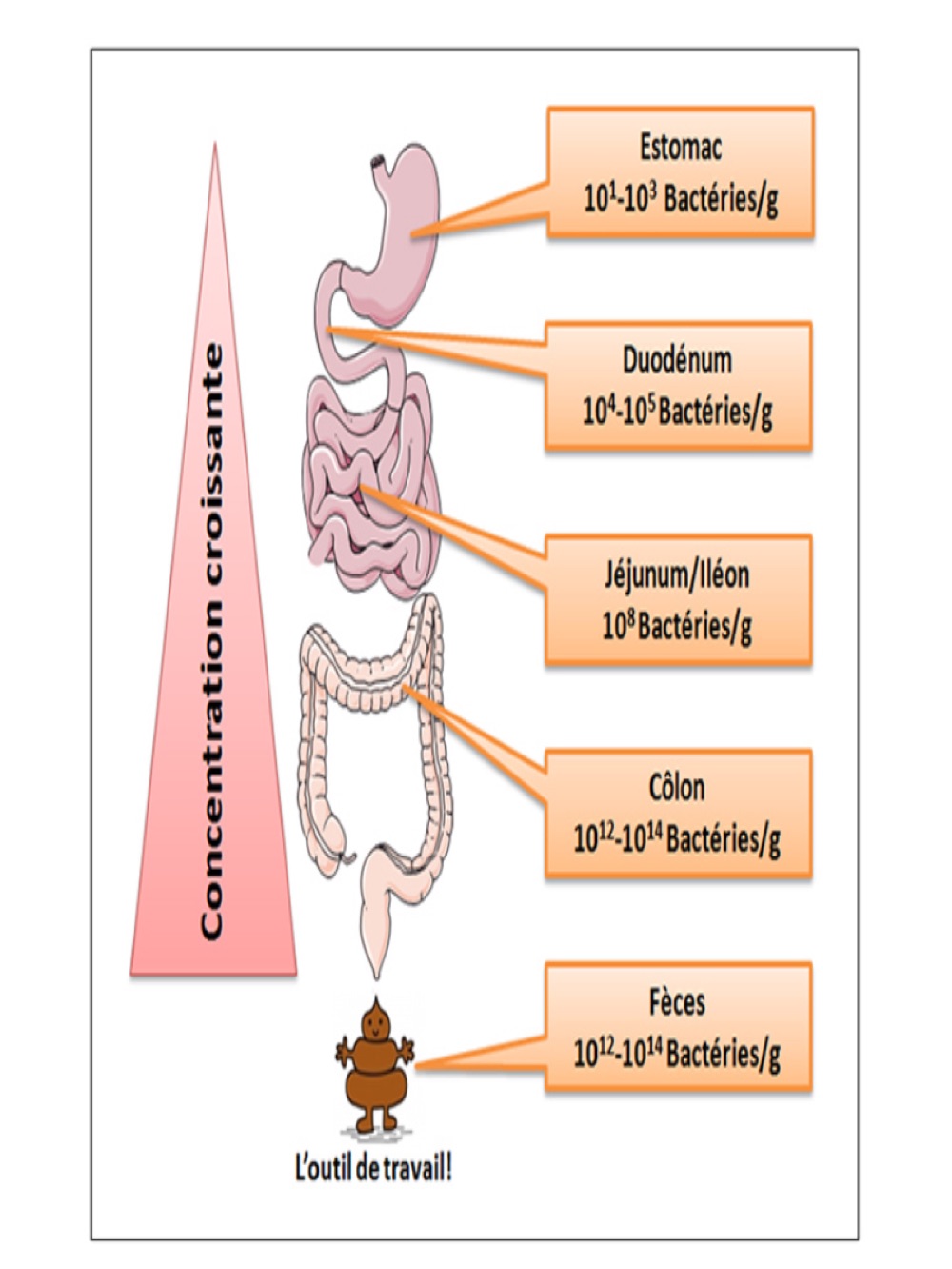 A diagram showing the composition of the gut microbiota, illustrating the different types of bacteria that inhabit the human digestive system.