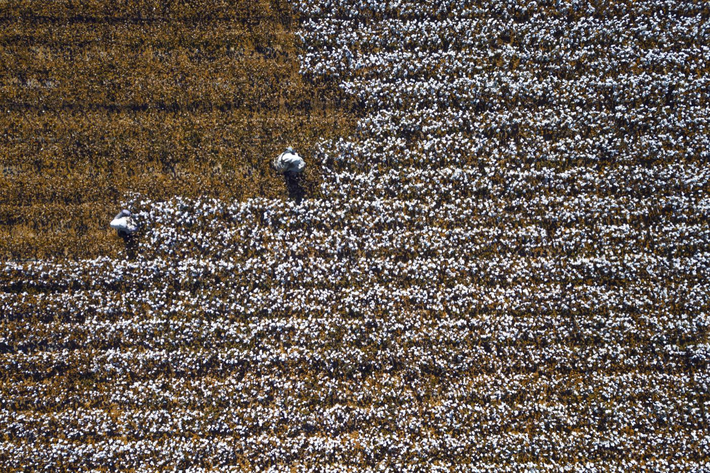 A cotton field in Xinjiang under a wide sky, rows of cotton plants heavy with white bolls stretching to the horizon.
