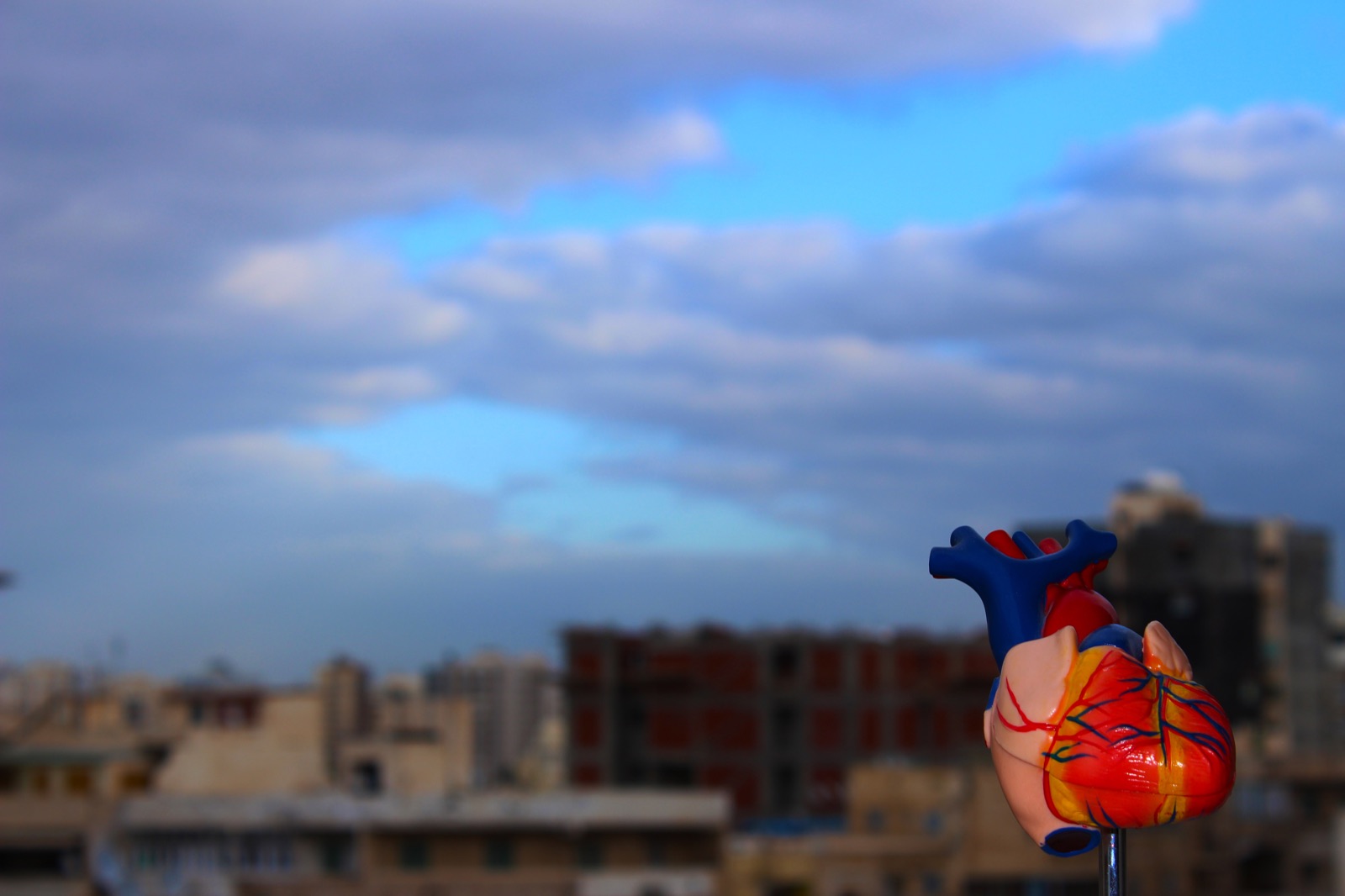 A colourful anatomical model of a human heart, with red and blue vessels, mounted on a stand against a cloudy sky over a city skyline.