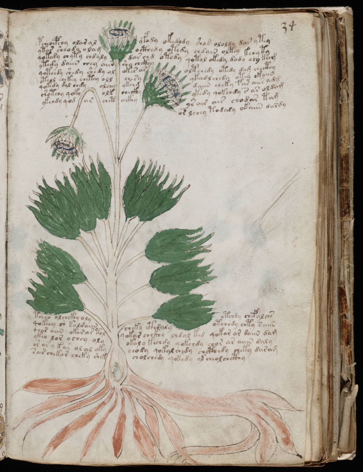A folio from the Voynich Manuscript botanical section — an elaborate plant illustration with elongated curling stems, broad fan-shaped leaves, multiple bulbous flowers, and unidentified script wrapped around the drawing.